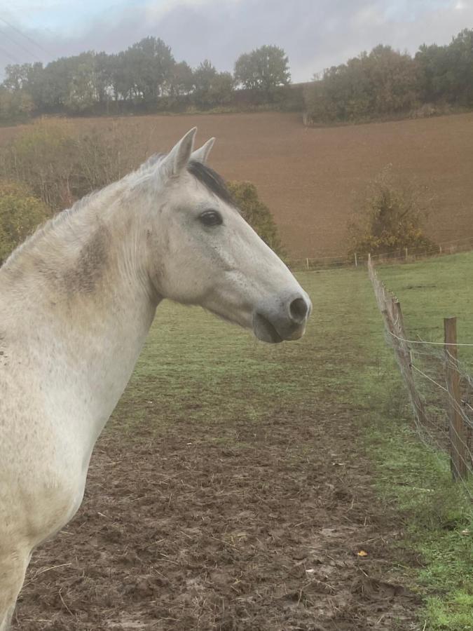 Chez Sophie - Gite Et Gite Equestre Clermont-Dessous Экстерьер фото